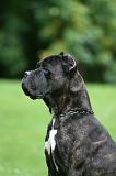 CANE CORSO 1254